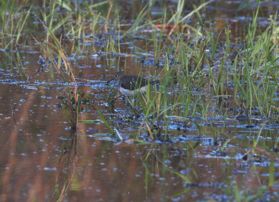 IMG 0270c Solitary Sandpiper Whispering Willows Area Kankakee Co IL 10-19-2016