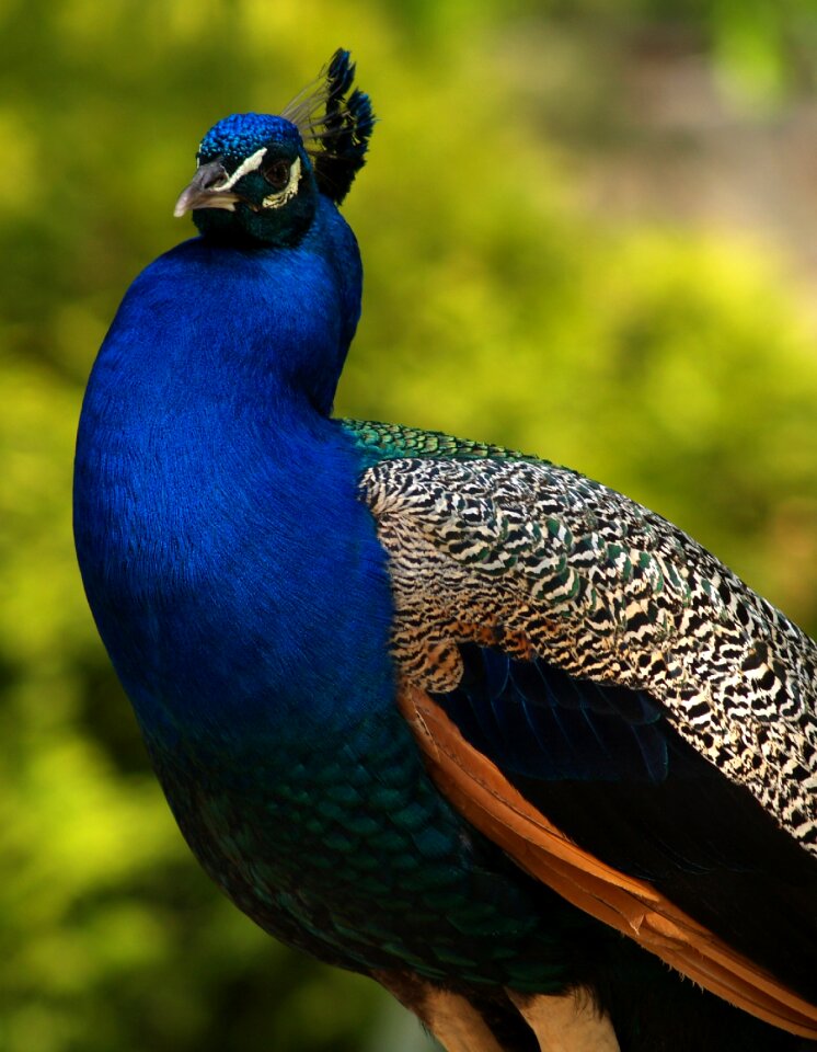 Nature animal peacock