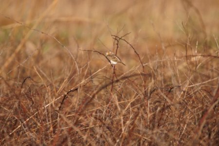 IMG 5615c Grasshopper Sparrow Pembroke Savannah Kankakee Co IL 10-11-2017