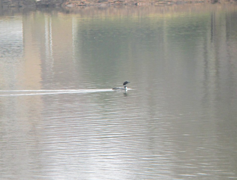 IMG 2817c Common Loon River Road Trail Kankakee IL 3-25-2017