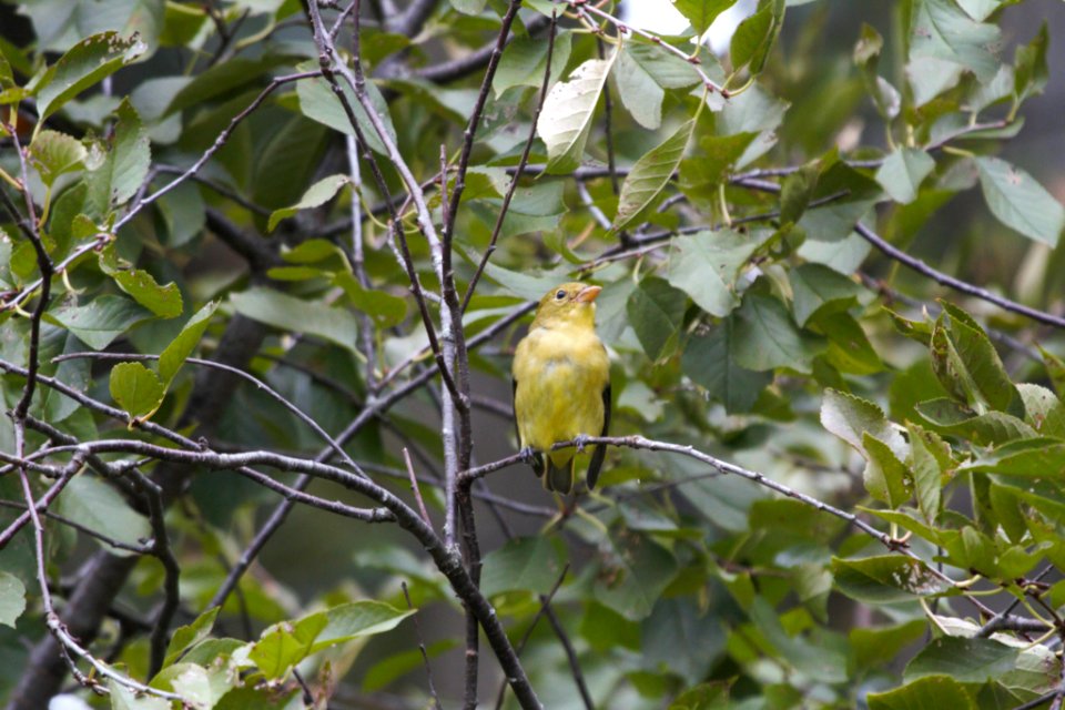 IMG 2348c Scarlet Tanager Hse Kankakee IL 10-2-2018