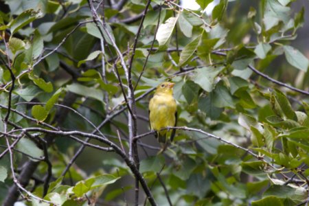 IMG 2348c Scarlet Tanager Hse Kankakee IL 10-2-2018