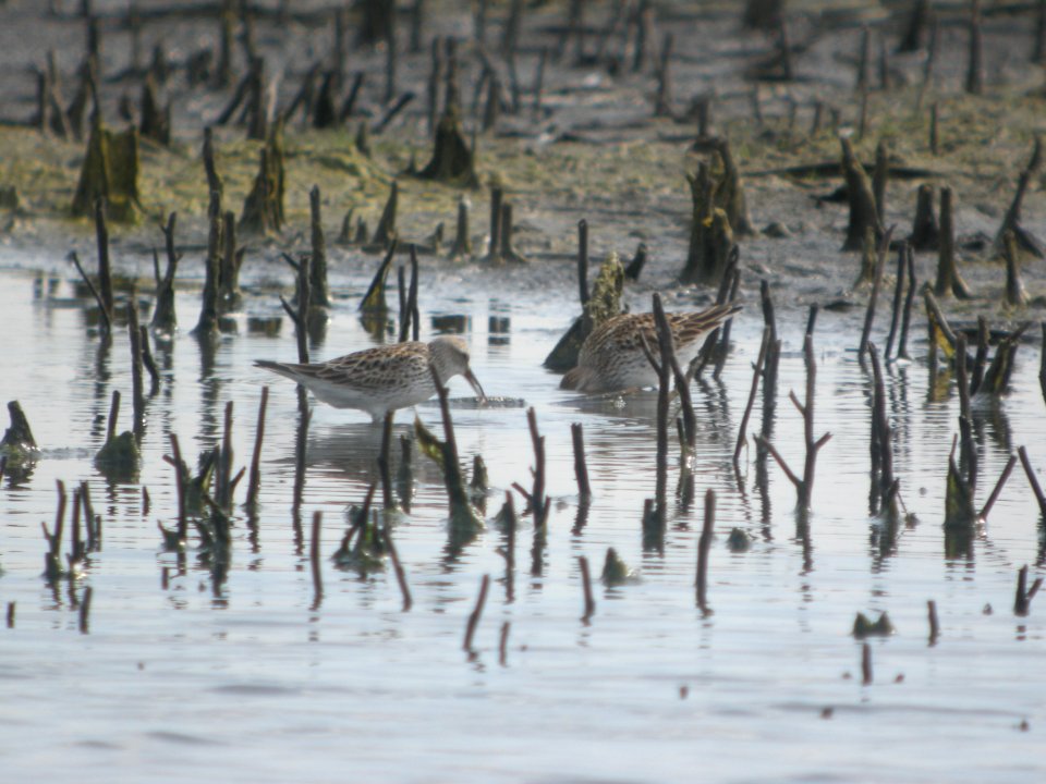 DSCN0429c White-rumped Sandpiper Willowhaven Area  Kankakee Co IL 5-26-2017