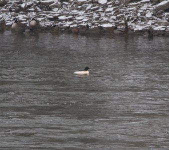 IMG 2833c Common Merganser Dam Area Kankakee IL 12-17-2016