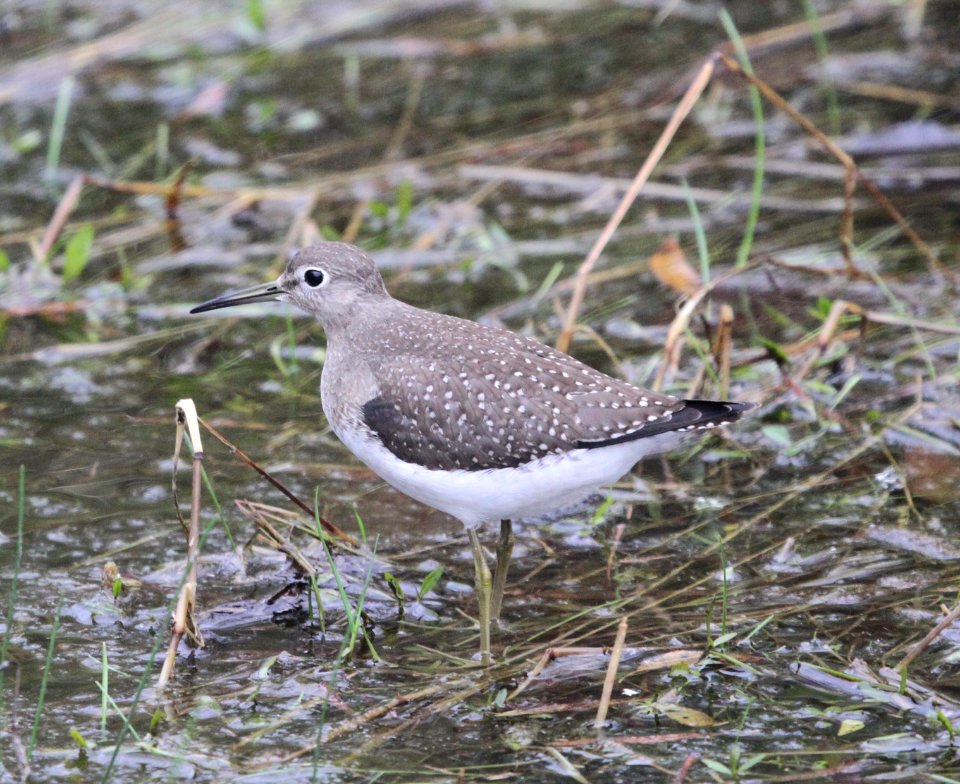 IMG 0323cg Soliary Sandpiper Whispering Willows Area Kankakee Co IL 10-20-2016