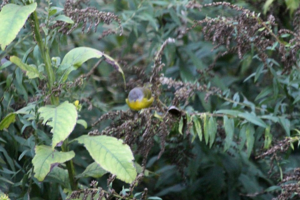 IMG 2609c Nashville Warbler Hse Kankakee IL 10-11-2018