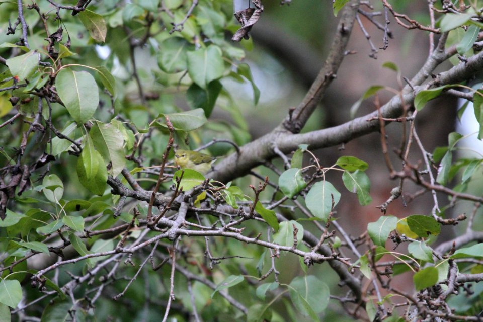 IMG 2625c Tennessee Warbler Hse Kankakee IL 10-13-2018