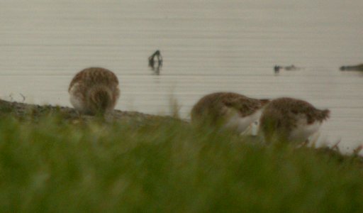 DSCN9326c Least Sandpiper Whispering Willows Area Kankakee Co IL 12-1-2016