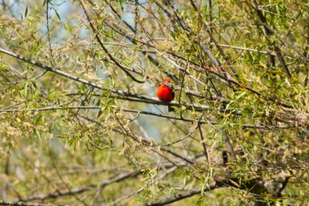 IMG 6476c Scarlet Tanager Willowhaven Kankakee Co IL 5-6-2017