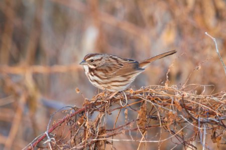 IMG 3546c Song Sparrow Legion Park Kankakee IL 12-13-2018 photo