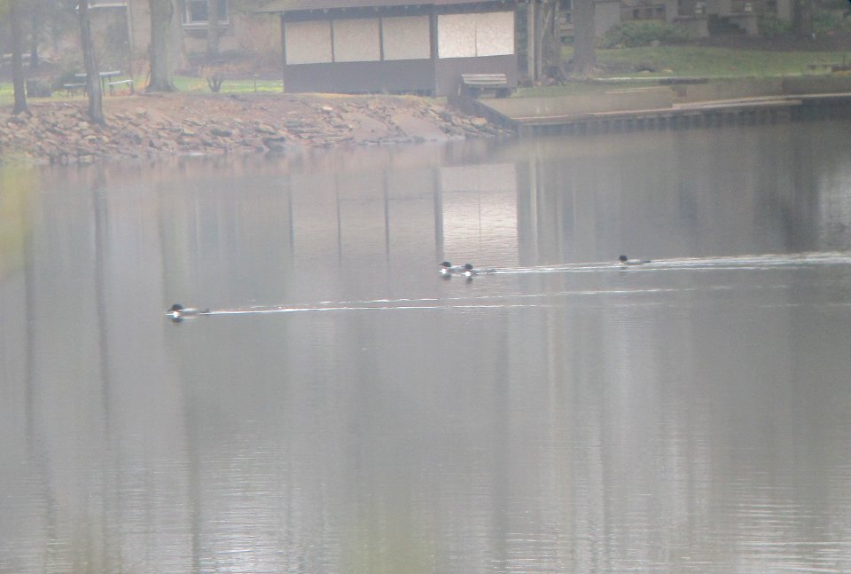 IMG 2816c Common Loon River Road Trail Kankakee IL 3-25-2017