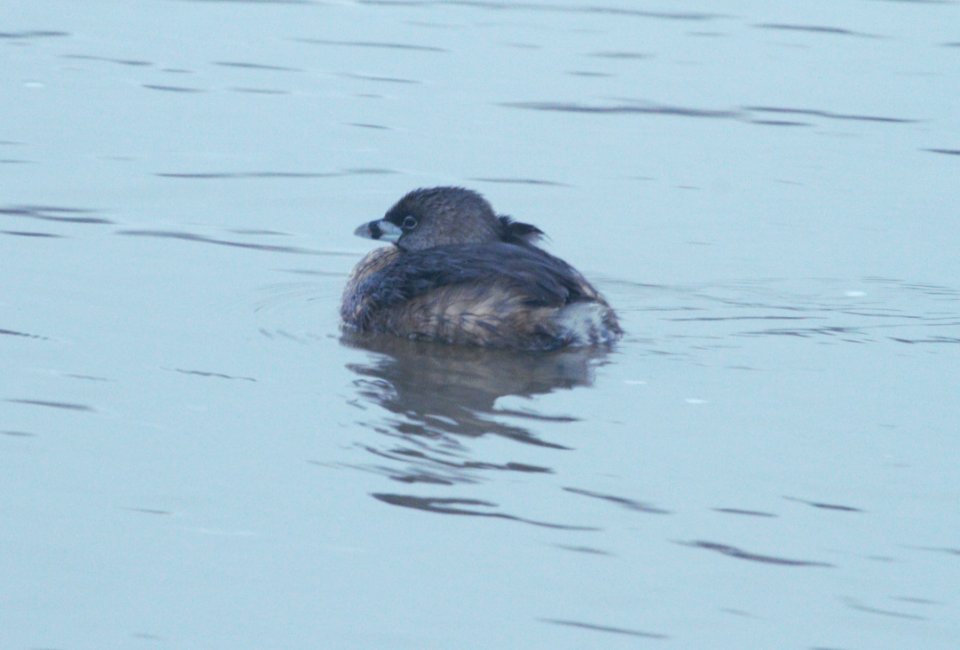 IMG 5190c Pied-billed Grebe Beckman Park Kankakee IL 3-31-2017