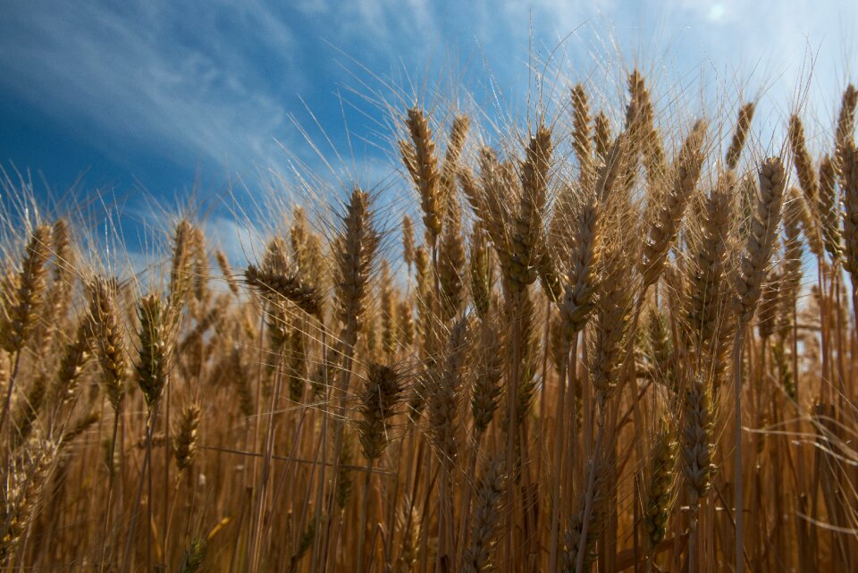 The sky food feed