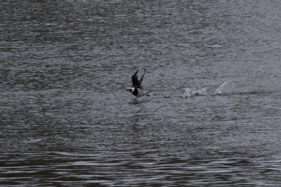 IMG 7664c Long-tailed Duck Dam Kankakee IL 2-10-2018