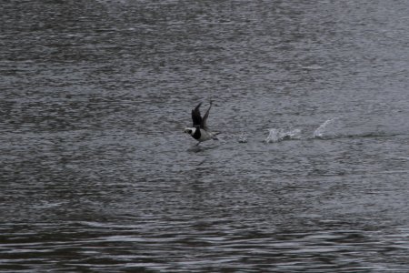 IMG 7664c Long-tailed Duck Dam Kankakee IL 2-10-2018