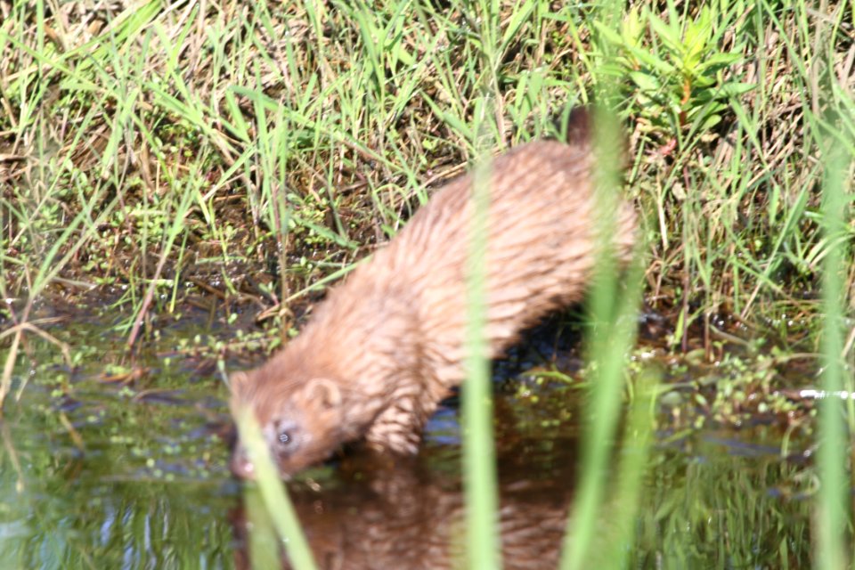 IMG 9668c Mink TNC Kankakee Sands Newton Co IN 5-10-2018