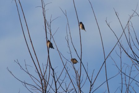 IMG 5339c Pine Siskin Perry Farm Kankakee Co IL 10-26-2017