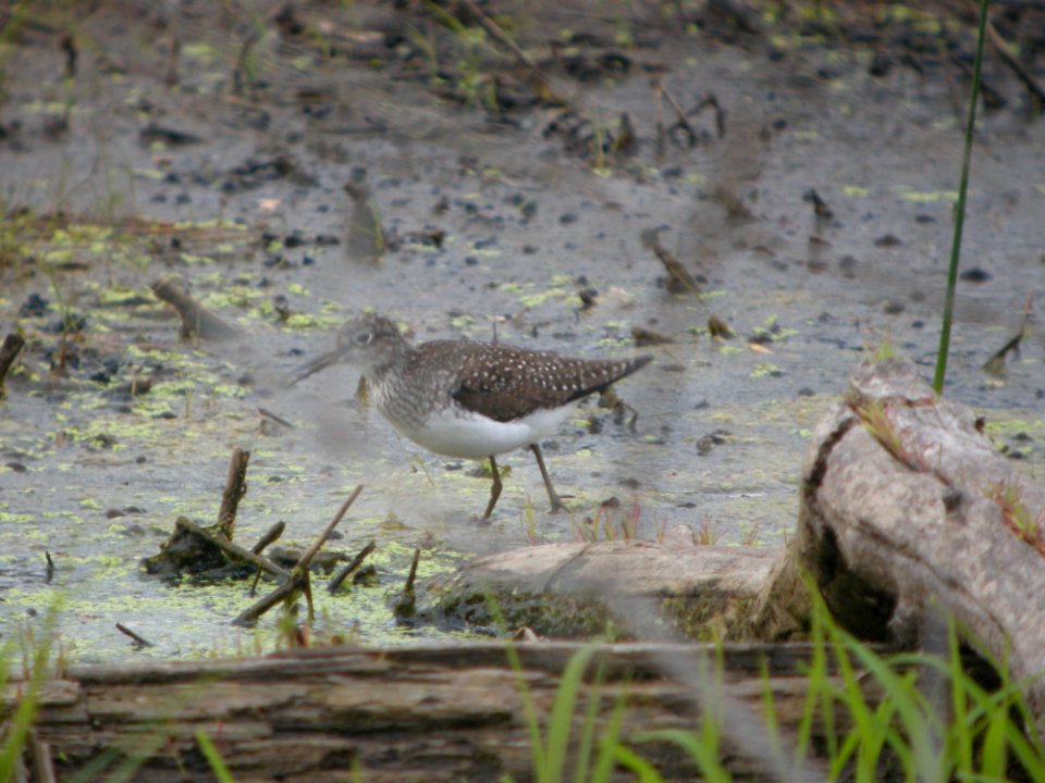 DSCN9929c Solitary Sandpiper LaSalle FWA IN 5-18-2018
