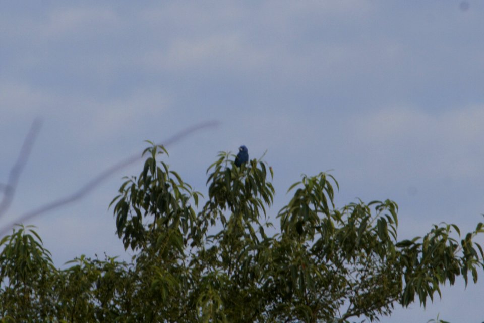 IMG 0366c Blue Grosbeak Mskota Sands Pembroke Twp Kankakee Co IL 6-14-2018