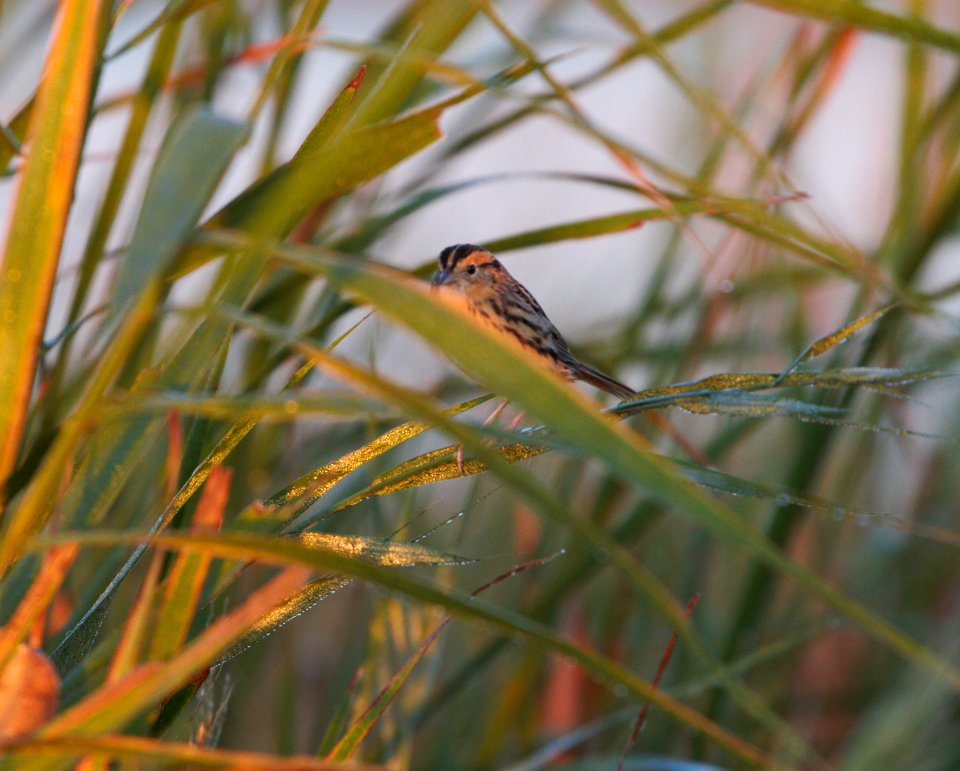 IMG 0235c Le Conte's Sparrow Whispering Willows Area Kankakee Co IL 10-19-2016