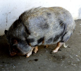 Hubert, 11 years old pig 5