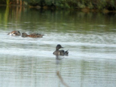 DSCN0480c Ring-necked Duck Potter Marsh Boardwalk Anchorage AK 8-16-2018