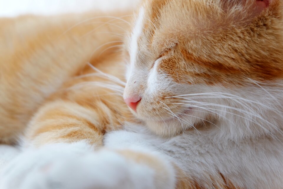 Cat pet feline