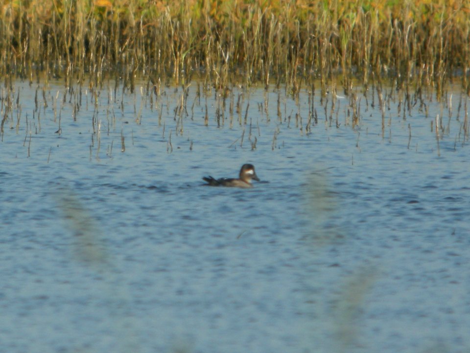 DSCN7941c Bufflehead Whispering Willows Area Kankakee Co IL 9-6-2016