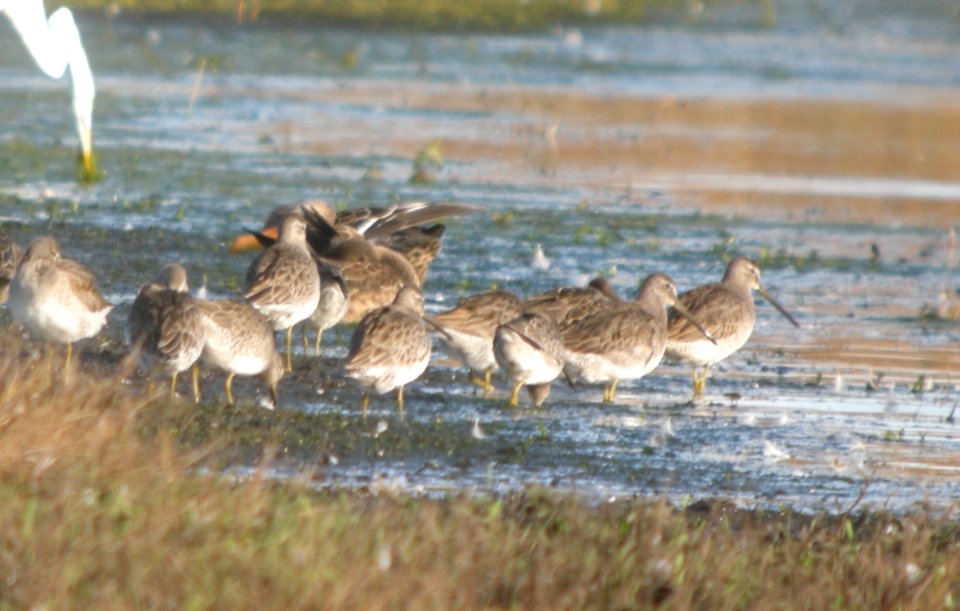 DSCN8684c LB Dowitcher Whispering Willows Area Kankakee Co IL 10-19-2016
