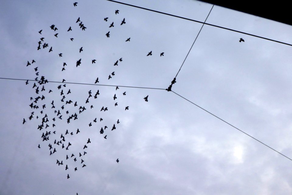 A Flock of Birds