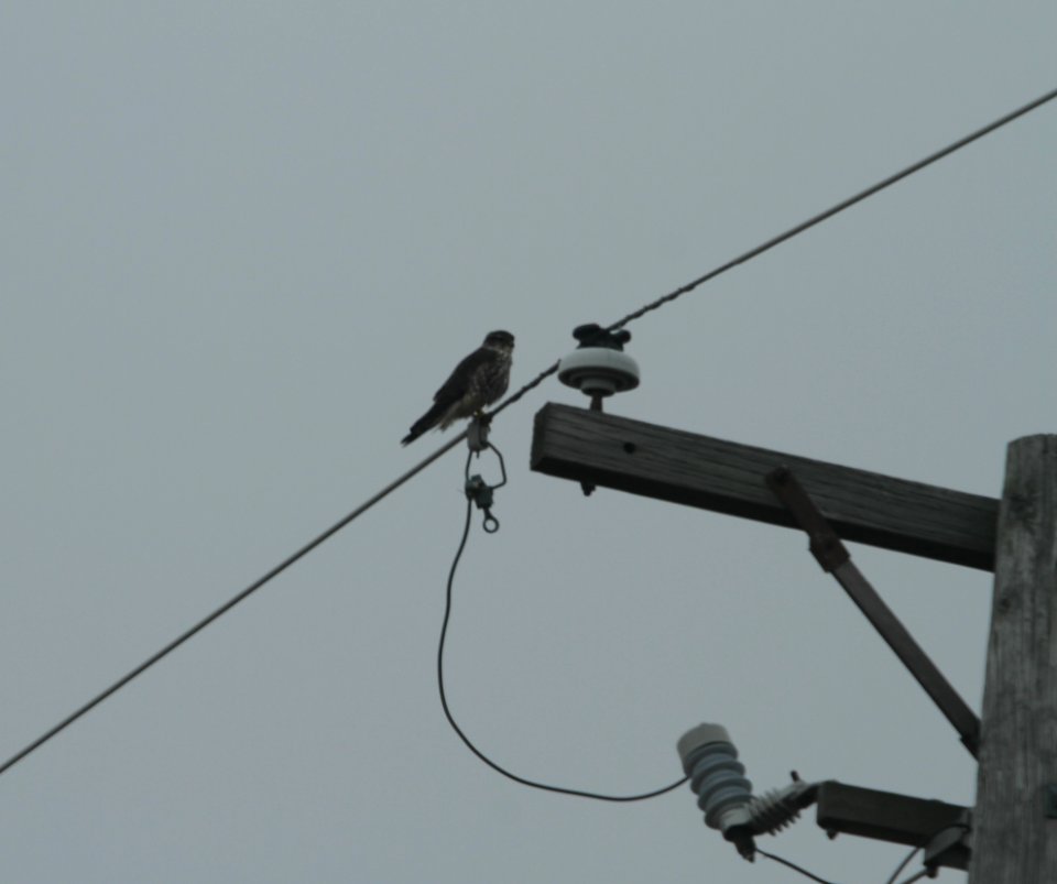 IMG 3420c Merlin Kankakee Co SE IL 01-02-2017