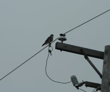 IMG 3420c Merlin Kankakee Co SE IL 01-02-2017