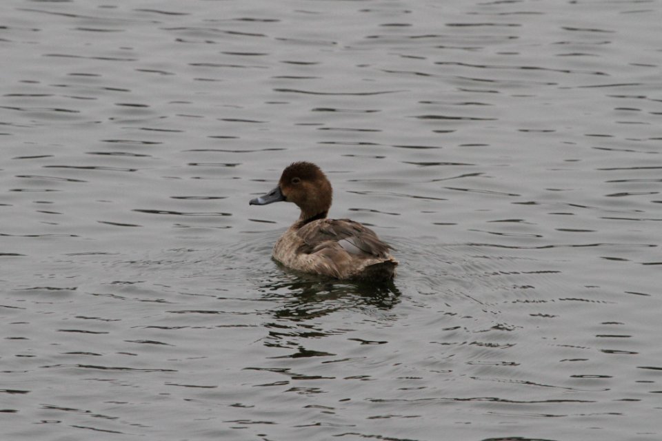 IMG 3708c Redhead Bird Park Quarry Kankakee IL 12-29-2018
