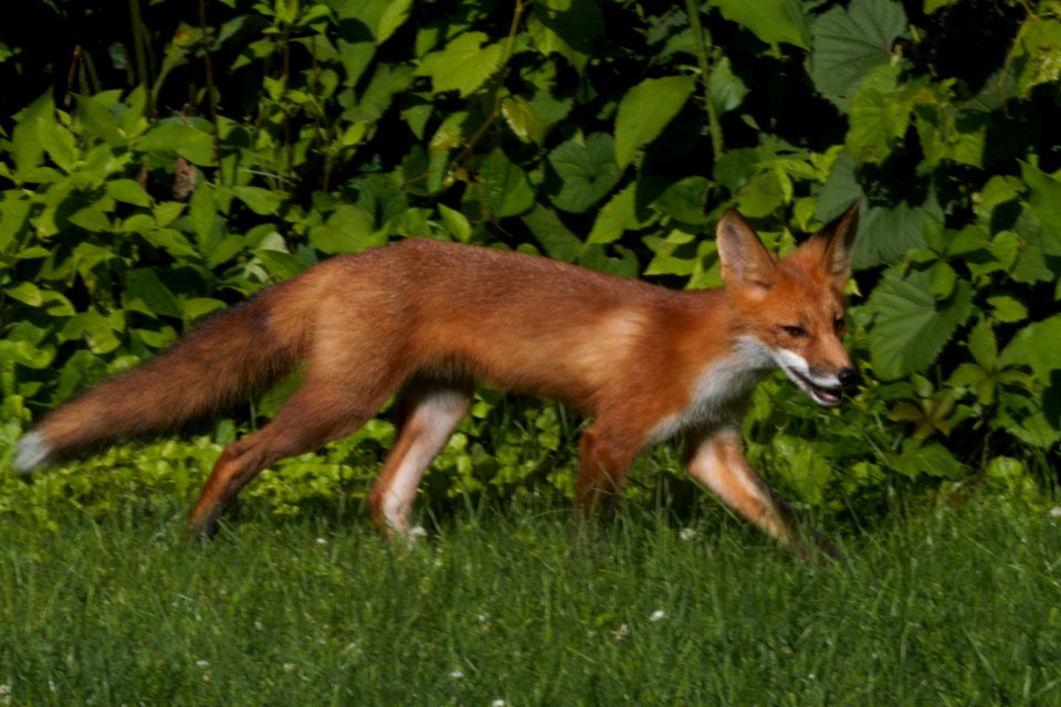 IMG 0678c Red Fox Hse Kankakee IL 6-27-2018