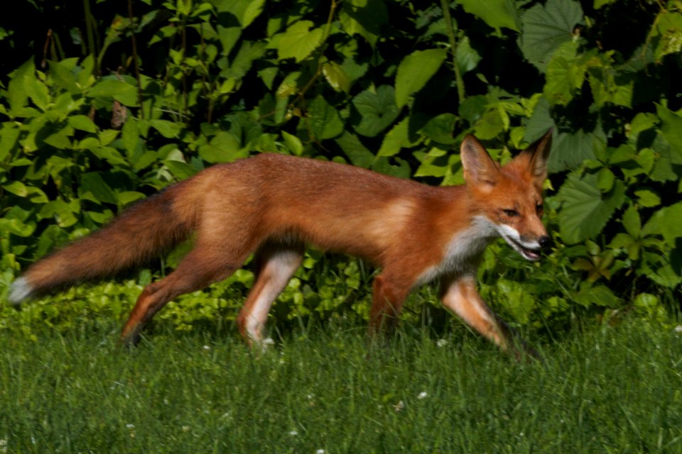 IMG 0678c Red Fox Hse Kankakee IL 6-27-2018 photo