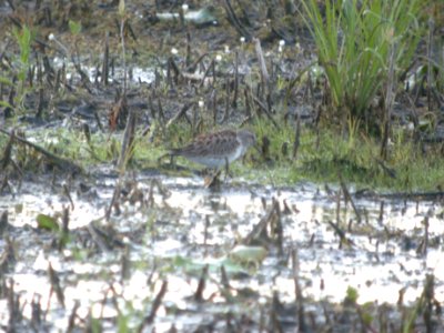 DSCN9977c White-rumped Sandpiper LaSalle FWA IN 5-31-2018