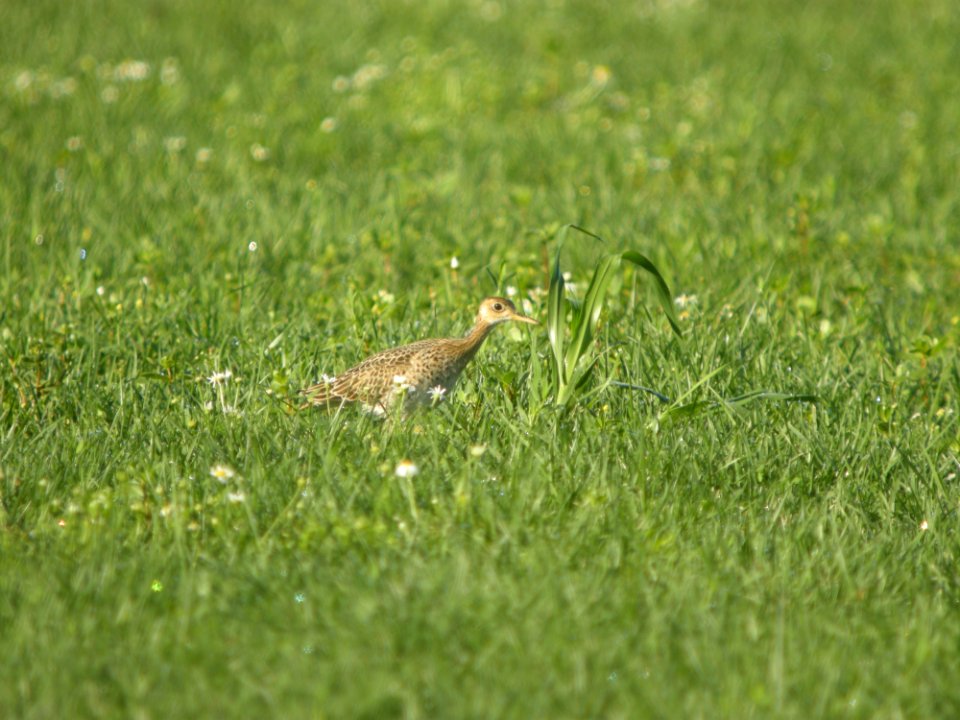 DSCN0157c Upland Sandpiper H & E Sod-Momence IL 7-18-2018