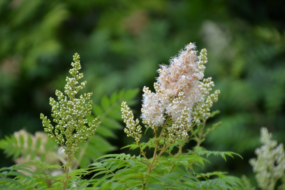 Bloom nature summer