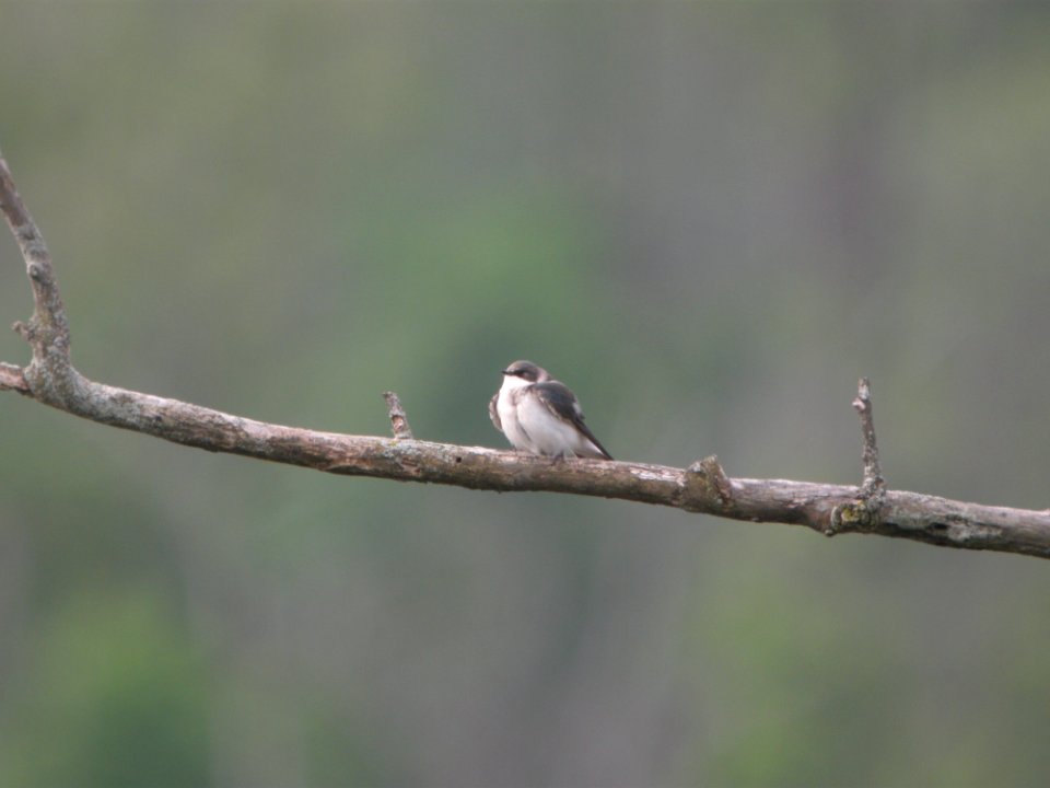DSCN9933c Tree Swallow (Juv) LaSalle FWA IN 5-18-2018