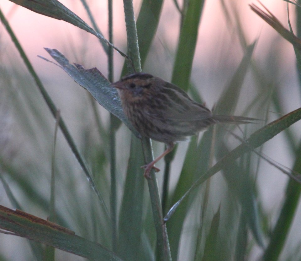 IMG 0994c Le Conte's Sparrow Whispering Willows Area Kankakee Co IL 11-4-2016