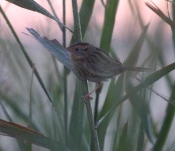 IMG 0994c Le Conte's Sparrow Whispering Willows Area Kankakee Co IL 11-4-2016