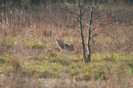 IMG 5639c Coyote Pembroke Savannah Kankakee Co IL 10-11-2017