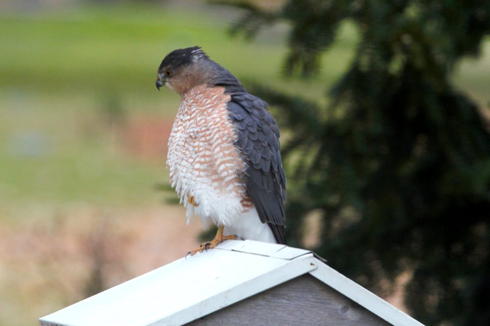 IMG 3123c Cooper's Hawk Hse Kankakee IL 11-7-2018