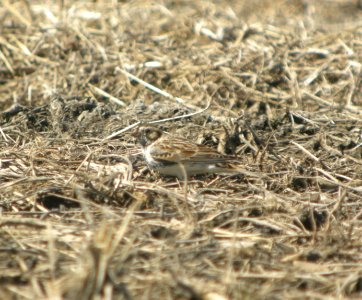 DSCN9786c Lapland Longspur Whispering Willows Area Kankakee Co IL 3-24-2017