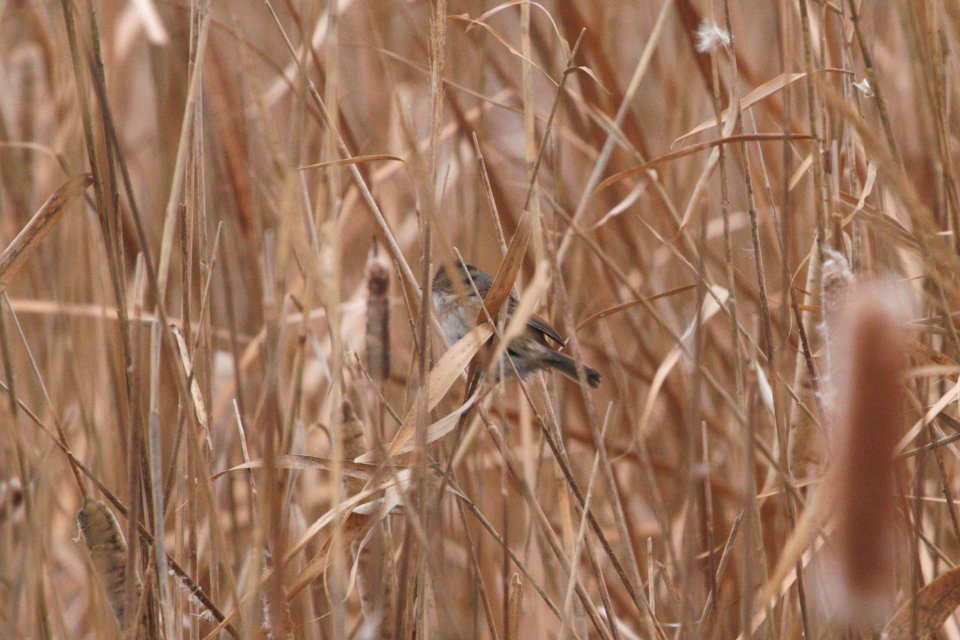IMG 3458c Swamp Sparrow Willowhaven Area Kankakee Co IL 12-4-2018