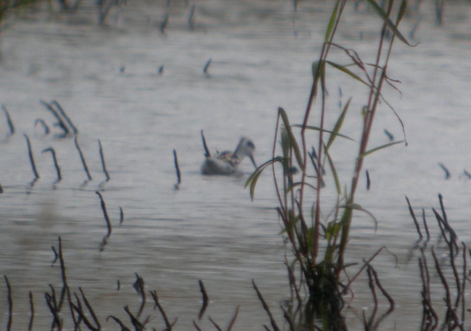 DSCN8018c Red-necked Phalarope NW Iroquois Co IL 9-14-2016