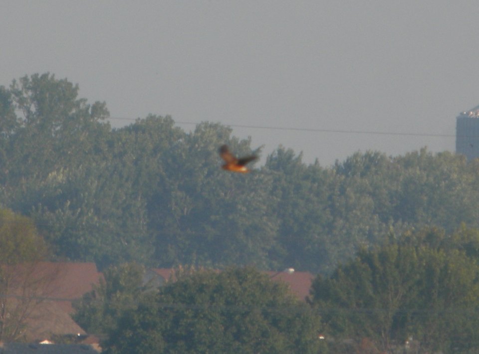 DSCN7934c- Northern Harrier Whispering Willows Area Kankakee Co IL 9-6-2016