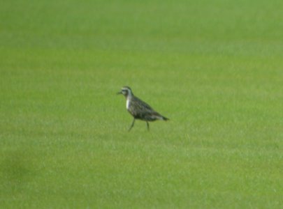 DSCN7866c American Golden-Plover Sod Farm Momence IL 8-29-2016