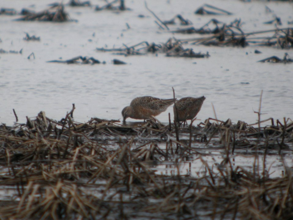 DSCN9999c LB Dowitcher TNC Kankakee Sands IN 4-28-2017jpg