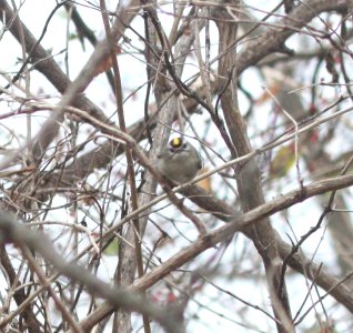 IMG 5949c Golden-crowned Kinglet Braidwood IL 12-12-2015
